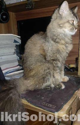 Persian purebredd and mixbreed